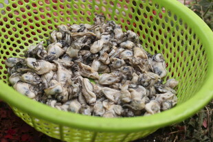 绿色筐中的新鲜牡蛎