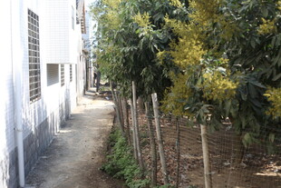 乡村小道旁的民居与树木