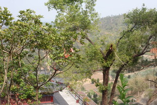 户外葱郁树木景观