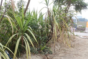 户外生长的高大绿色植物