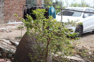 庭院中的绿植与停放车辆