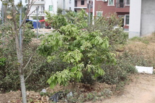 小区角落的绿植景观