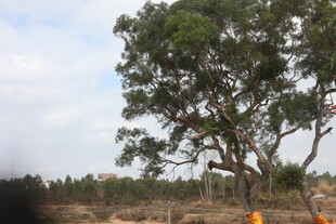 田野中的茂盛大树