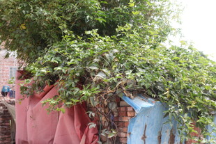 藤蔓爬满多彩布墙