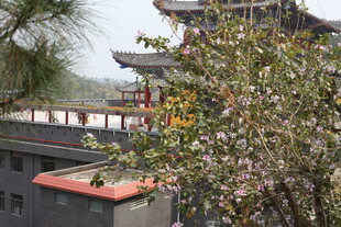 古建旁繁花绽放