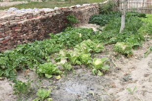 菜园一角的翠绿蔬菜