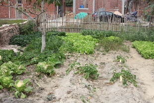 庭院小菜园绿意盎然