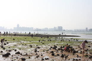 滩涂景象 远处城市朦胧