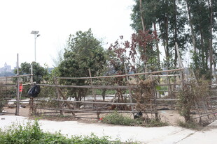 户外绿植围栏景观