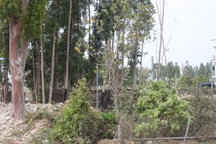 砍伐后的树林场景