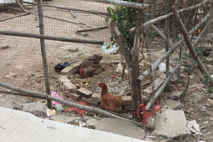 围栏内的几只鸡