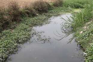 乡间小溪 绿意环绕