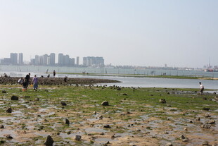城市边的滩涂风光