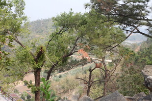 山林间繁茂树木景观