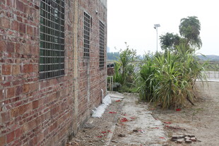 砖墙旁的绿植景象