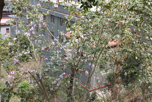 繁茂树丛中的自然景致