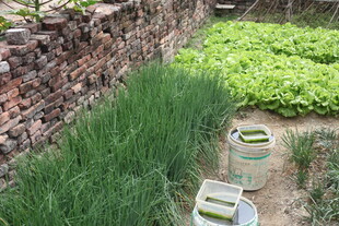 乡村菜园中的葱郁植物