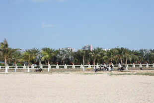 海滨沙滩 整齐排列的棕榈树