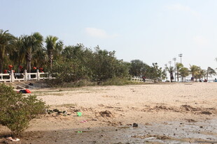 沙滩边的自然景致