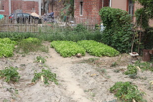 庭院中的生机小菜园