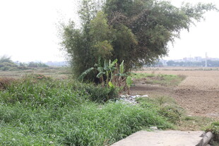 乡村田野边的绿植景象