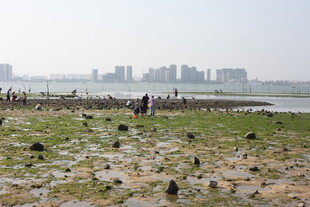 湿地景象 众人漫步生态环境