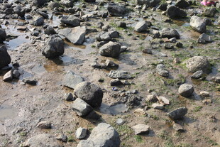 海边湿地上的零散岩石