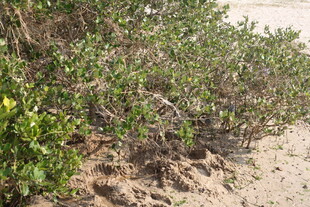 沙地上的绿色灌木丛
