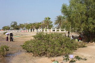 户外自然场景中的人群活动