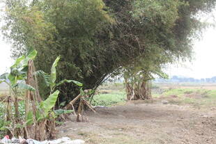 乡村小道旁的葱郁树木