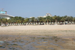 海滨沙滩 椰树成排美景