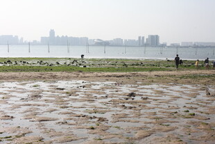海滨滩涂景象