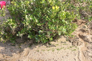 沙地上的绿色灌木丛