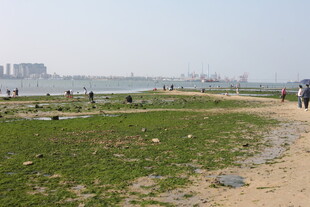 海滨草地景色 游人漫步