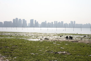 湖畔草地与远处城市景观