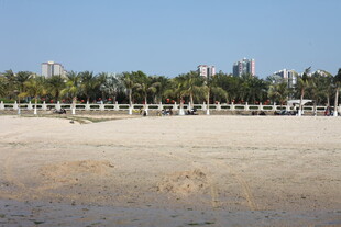 沙滩旁林立的棕榈树与建筑