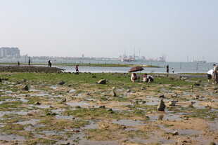 海边滩涂景象