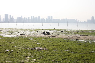 湿地风光与休憩动物