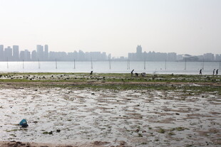 城市边的水域滩涂景观