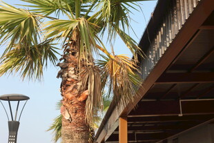 棕榈树旁的建筑景观