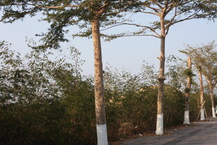 道路旁挺拔的树木景观