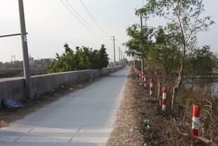 乡村小路旁的绿植与设施