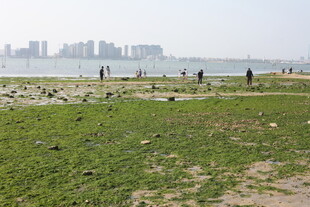 海滨草地 远处城市与游人