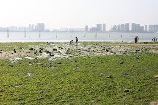 城市边的河畔草地景观