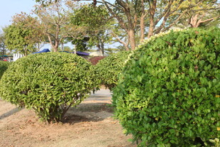 修剪整齐的球形绿植景观