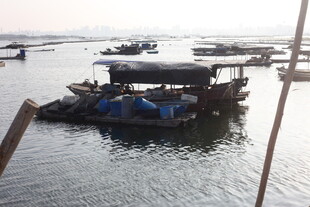 水上停泊的多艘船只