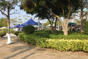 户外花园中的蓝色帐篷景观