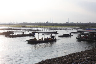 岸边停泊的多艘船只