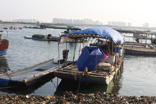 水上停泊的简易船只