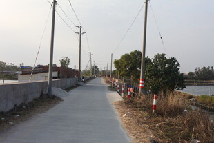 乡间小路旁的宁静风景